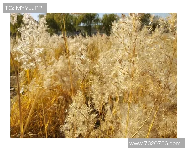 黄芳专访：畅谈网球生涯与成长之路的点滴回忆